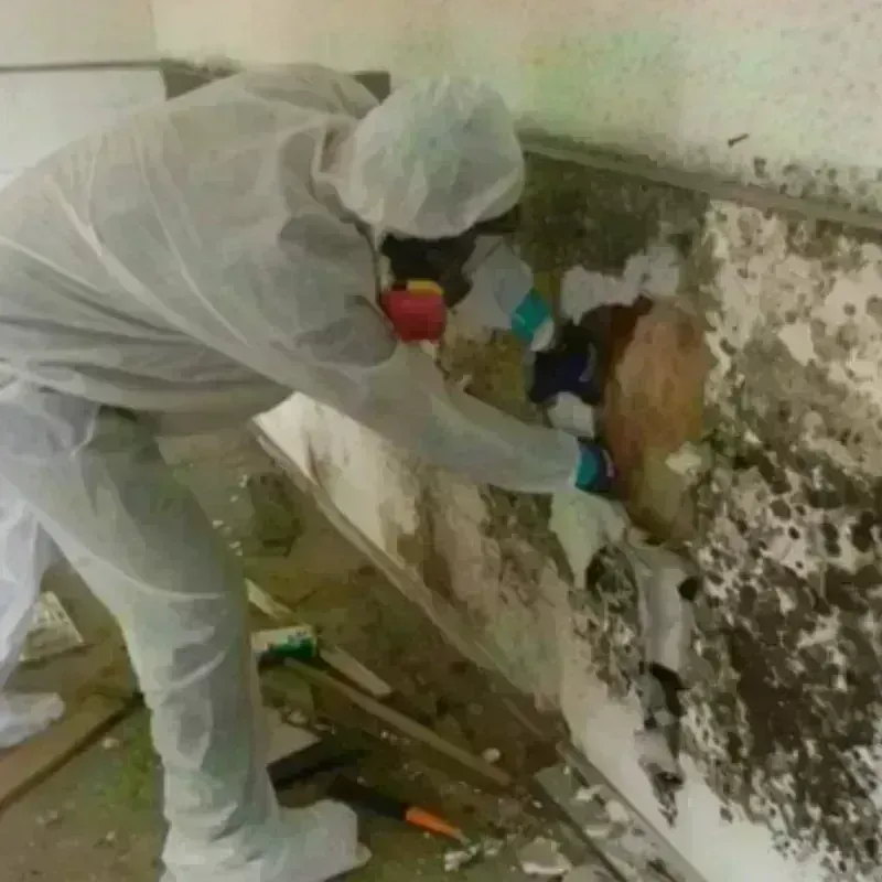 Mold Remediation and Removal in Fort Ashby, WV